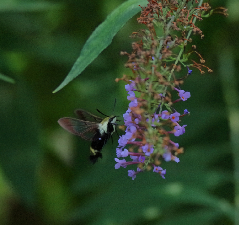 2018 08 24 HTP 61701e